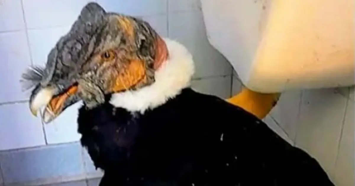 Rescatan cóndor andino: un llamado de atención