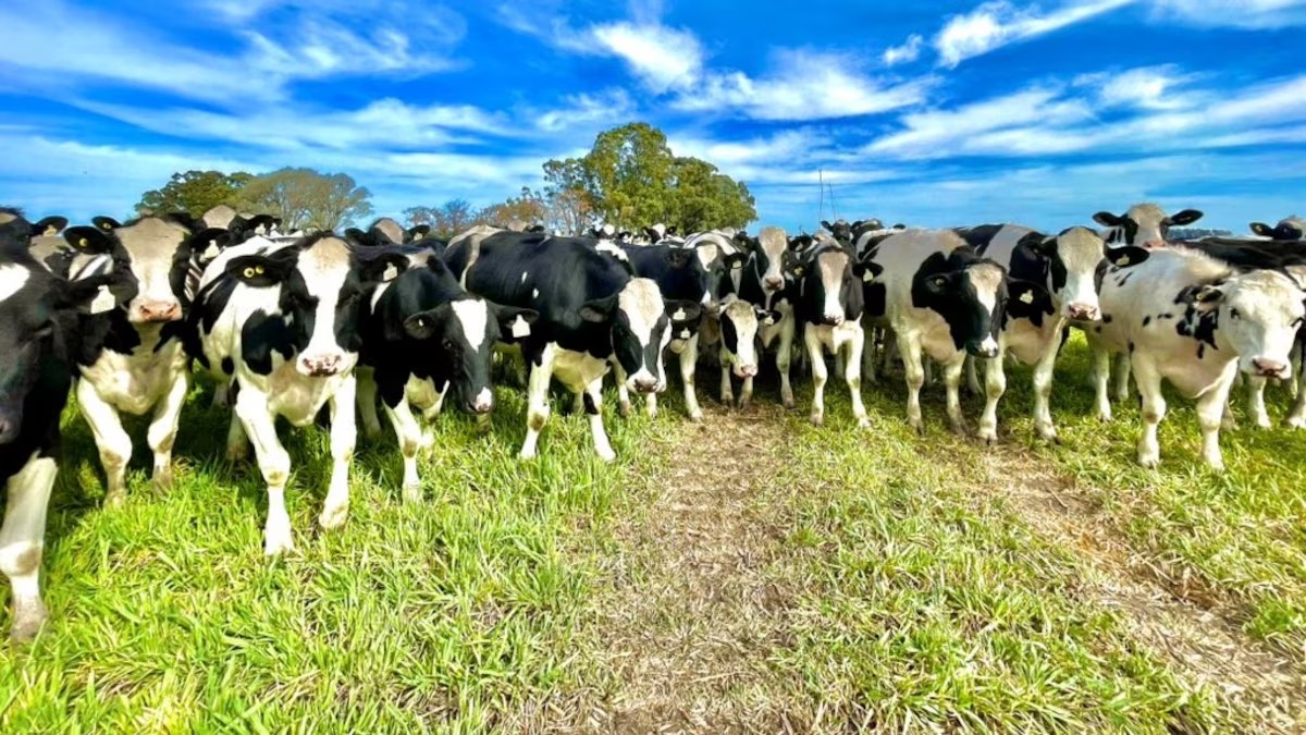 La lechería argentina al borde del colapso