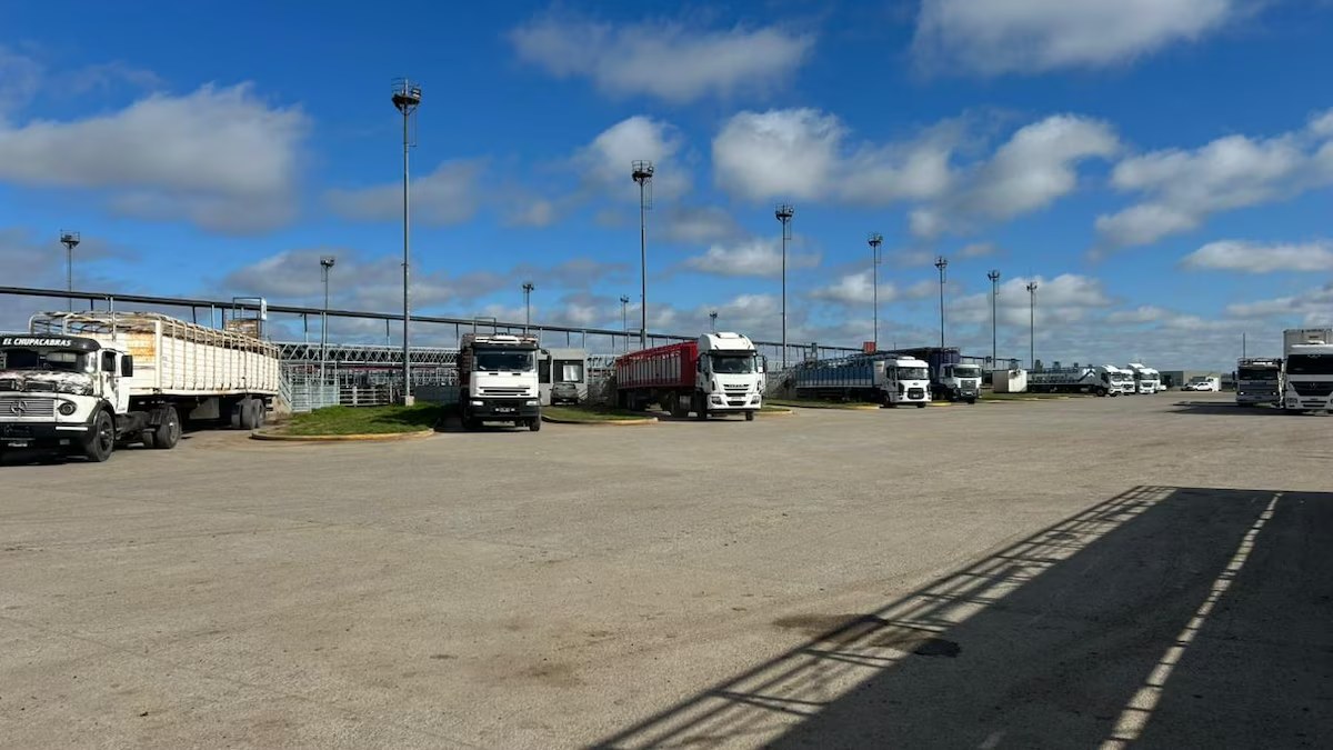 Bajas en el Mercado Agroganadero de Cañuelas