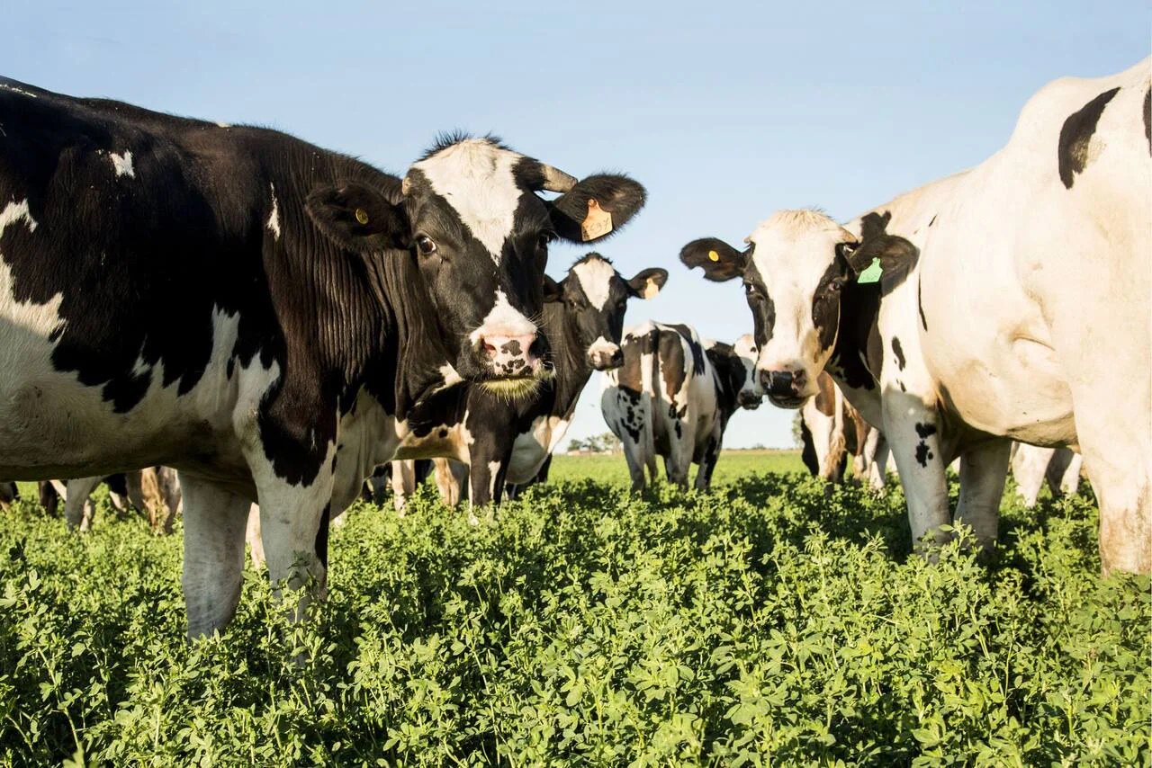 Más de 1000 tambos cerrados en la Provincia