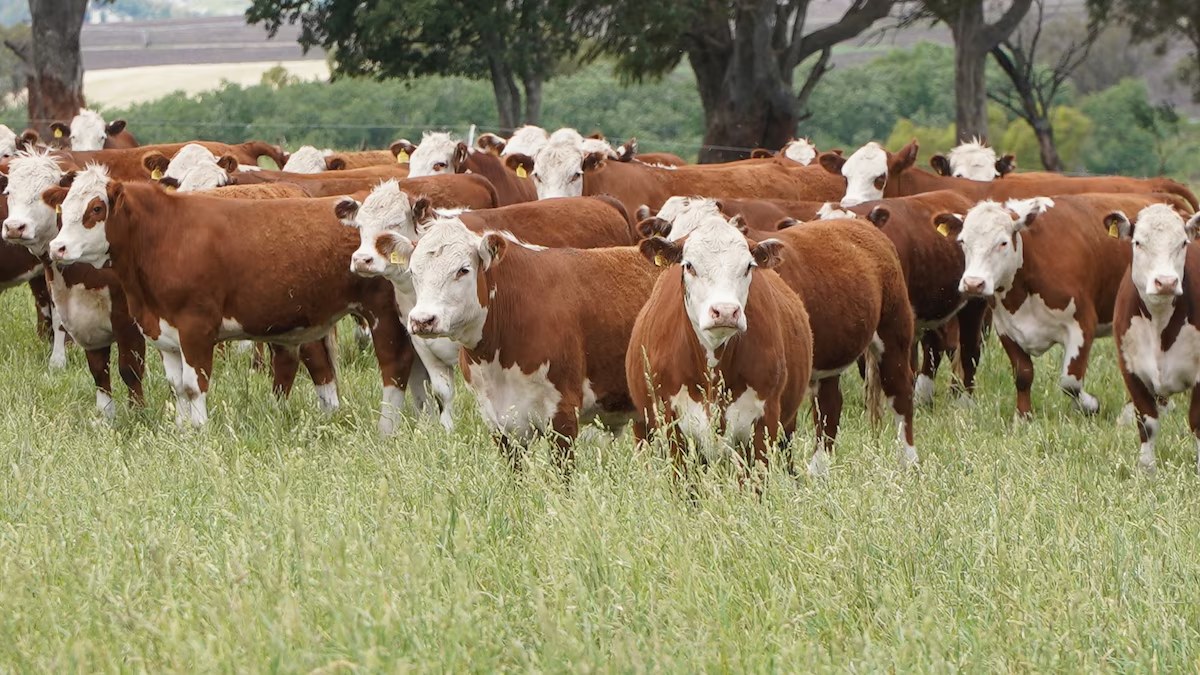 Argentina pierde 3,3 millones de vacas en tres años