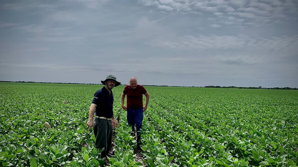 La soja se derrumba: tres millones de hectáreas perdidas