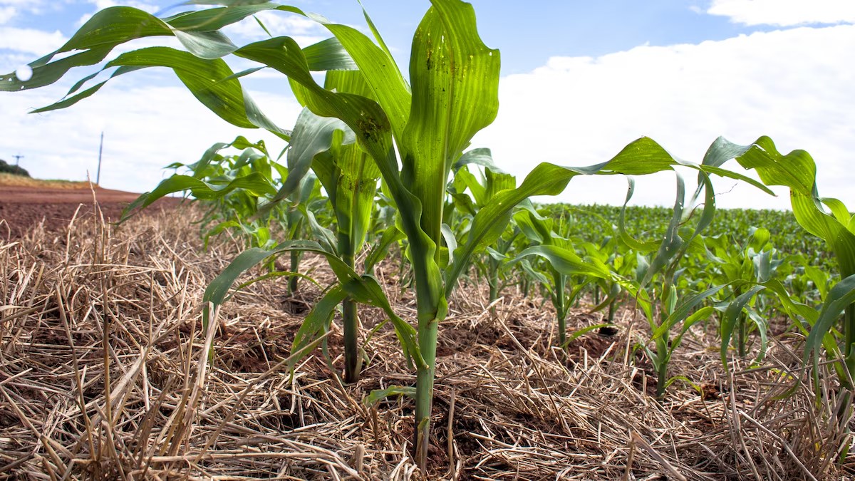 La gestión define el futuro agrícola argentino