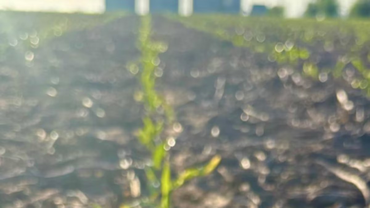 Maíz: siembra temprana no da la talla