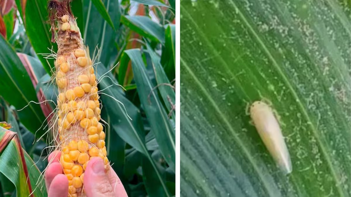 Chicharrita amenaza producción de maíz