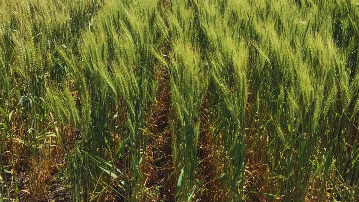 Aumento de costos agronómicos amenaza la producción