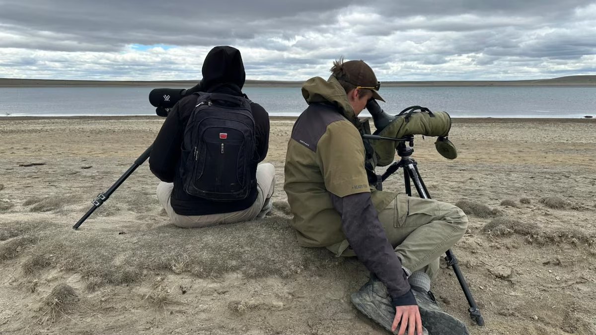 Chorlito ceniciento: acuerdo para evitar su extinción