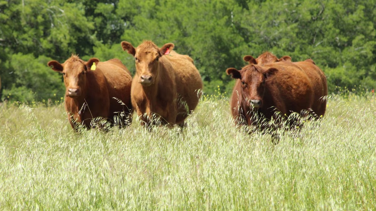 El bienestar animal en la agenda olvidada